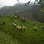 Dömötör napja – A belső juhászújév és az átalakulás kapuja
