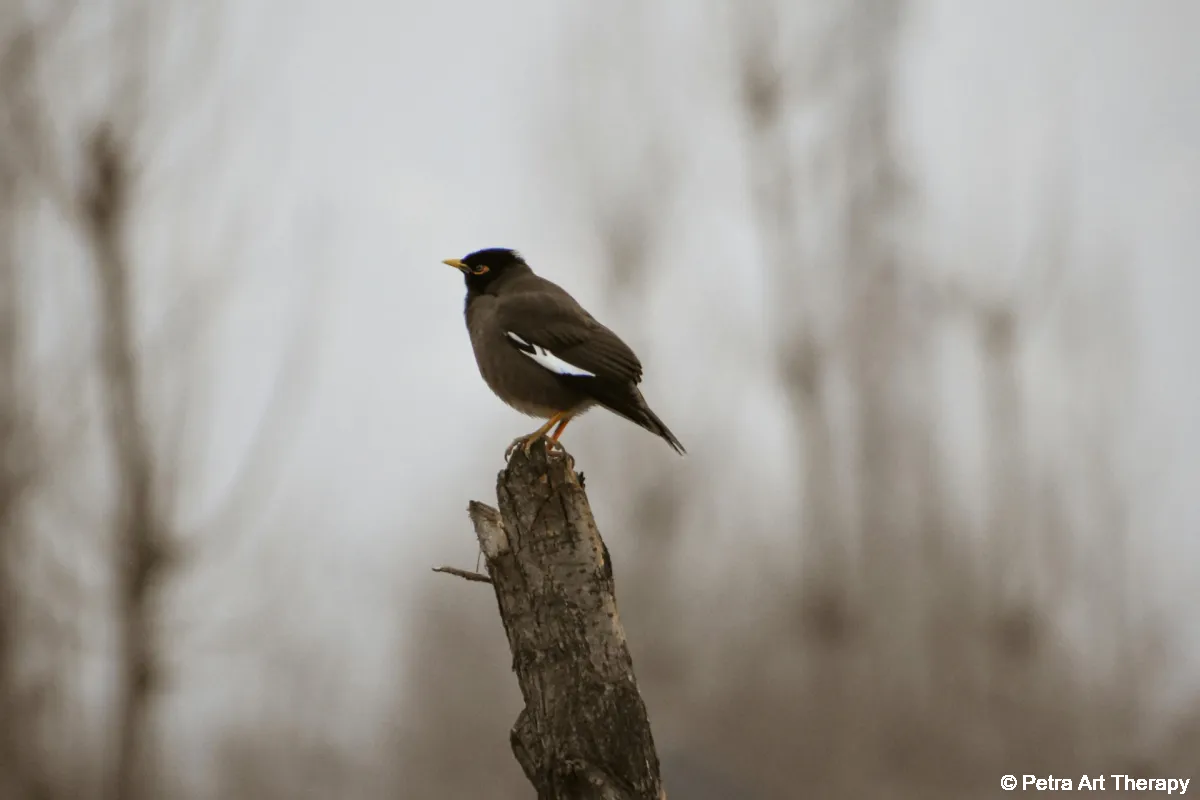 Halottak Napja – A Fehér gyász  és a fény hazatalálása