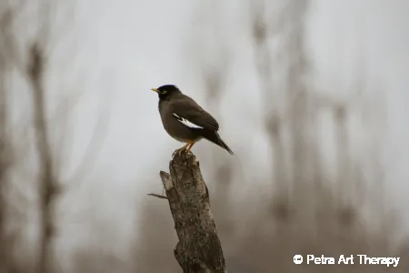 Halottak Napja – A Fehér gyász  és a fény hazatalálása
