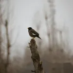 Halottak Napja – A Fehér gyász  és a fény hazatalálása