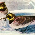 Zsuzsanna napja: Amikor a lélek pacsirtája megszólal